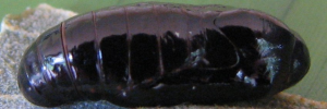 Pupae Side of Macqueen